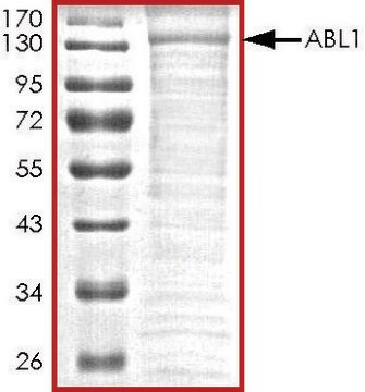 ABL1, active, His tagged human PRECISIO&#174;, recombinant, expressed in baculovirus infected Sf9 cells, &#8805;70% (SDS-PAGE), buffered aqueous glycerol solution