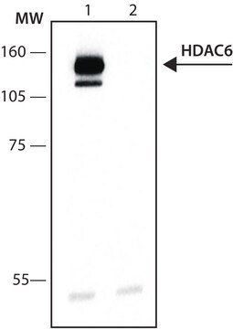 Anti-Histone Deacetylase 6 (HDAC6) antibody produced in rabbit IgG fraction of antiserum, buffered aqueous solution