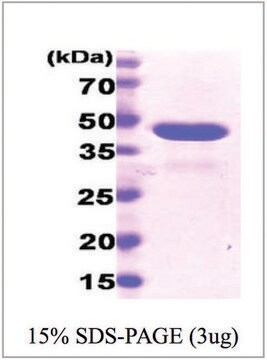 Cyclophilin D human recombinant, expressed in E. coli, &#8805;95% (SDS-PAGE)