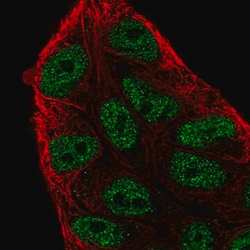 Anti-ARIH2 antibody produced in rabbit Prestige Antibodies&#174; Powered by Atlas Antibodies, affinity isolated antibody