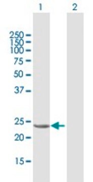 Anti-GSTA1 antibody produced in mouse purified immunoglobulin, buffered aqueous solution