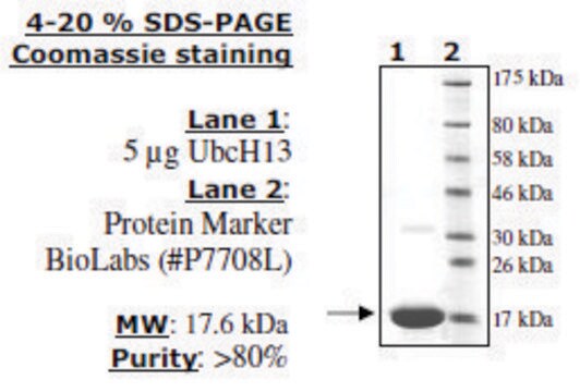 UbcH13 (UBE2N) Active human recombinant, expressed in E. coli, &#8805;80% (SDS-PAGE)