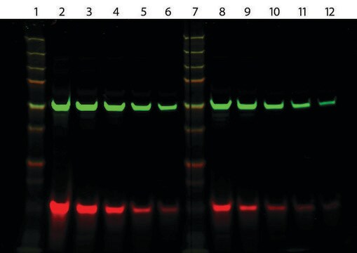 Anti-Rat IgG (H+L), highly cross-adsorbed, CF&#8482;770 antibody produced in goat ~2&#160;mg/mL, affinity isolated antibody, buffered aqueous solution