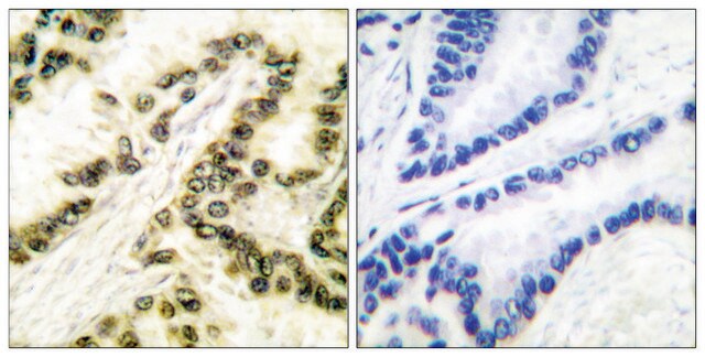 Anti-AP-2 antibody produced in rabbit affinity isolated antibody