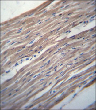 ANTI-HRC (CENTER) antibody produced in rabbit IgG fraction of antiserum, buffered aqueous solution