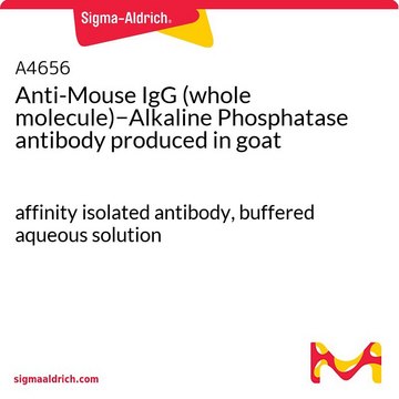 Anti-Maus-IgG (Gesamtmolekül)&#8722;Alkalische Phosphatase in Ziege hergestellte Antikörper affinity isolated antibody, buffered aqueous solution