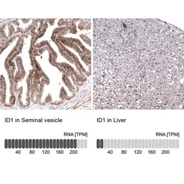 Monoclonal Anti-ID1 antibody produced in mouse Prestige Antibodies&#174; Powered by Atlas Antibodies, clone CL11995, purified immunoglobulin, buffered aqueous glycerol solution