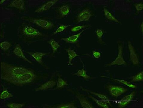 Monoclonal Anti-RPN1, (C-terminal) antibody produced in mouse clone 4B1-1E6, purified immunoglobulin, buffered aqueous solution