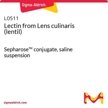 レクチン レンズマメ(レンチル, Lens culinaris)由来 Sepharose&#8482; conjugate, saline suspension