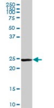 Anti-GSTM5 antibody produced in rabbit purified immunoglobulin, buffered aqueous solution