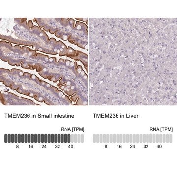 Anti-TMEM236 Prestige Antibodies&#174; Powered by Atlas Antibodies, affinity isolated antibody