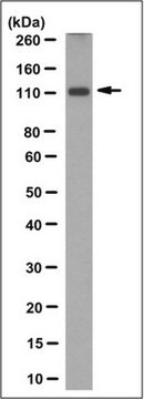 Anticuerpo anti-receptor de mineralocorticoides, clon 6G1 clone 6G1, from mouse