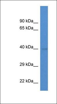 Anti-ENDOGL1 antibody produced in rabbit affinity isolated antibody