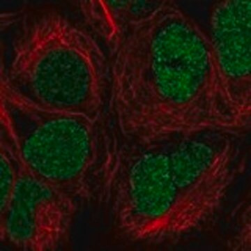 Anti-FBXL19 antibody produced in rabbit Prestige Antibodies&#174; Powered by Atlas Antibodies, affinity isolated antibody, buffered aqueous glycerol solution