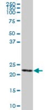 Anti-GSTK1 antibody produced in mouse purified immunoglobulin, buffered aqueous solution