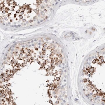 Anti-ATPIF1 antibody produced in rabbit Prestige Antibodies&#174; Powered by Atlas Antibodies, affinity isolated antibody, buffered aqueous glycerol solution