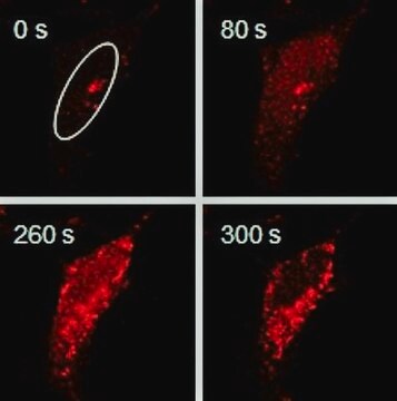 BioTracker 664 NIR Ca2+ Dye Live cell imaging calcium (Ca2+) indicator for neuroscience and cancer applications.