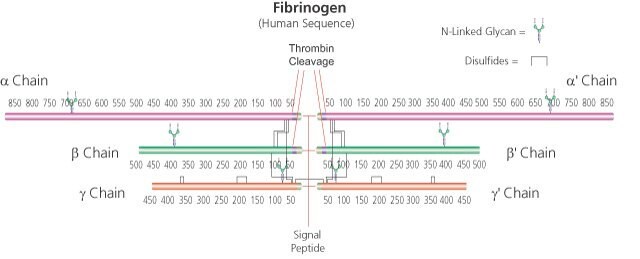 Fibrinogène from bovine plasma Type I-S, 65-85% protein (&#8805;75% of protein is clottable)