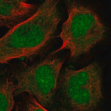 Przeciwciało anty-Ptf1A wytwarzane u królików Prestige Antibodies&#174; Powered by Atlas Antibodies, affinity isolated antibody, buffered aqueous glycerol solution