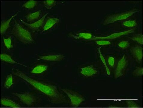 Monoclonal Anti-BIRC4 antibody produced in mouse clone 1F4, purified immunoglobulin, buffered aqueous solution