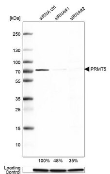 抗PRMT5 ウサギ宿主抗体 Prestige Antibodies&#174; Powered by Atlas Antibodies, affinity isolated antibody, buffered aqueous glycerol solution