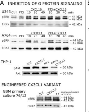 Anticorps anti-MAP&nbsp;kinase&nbsp;2/Erk2, clone&nbsp;1B3B9 clone 1B3B9, Upstate&#174;, from mouse