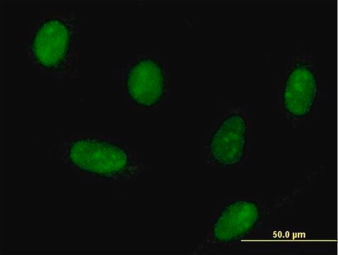 Anti-HNRNPK antibody produced in mouse purified immunoglobulin, buffered aqueous solution