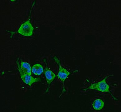 Anti-Alzheimer-Vorläuferprotein-A4-Antikörper, Klon 22C11, Alexa488-Konj. clone 22C11, from mouse, ALEXA FLUOR&#8482; 488