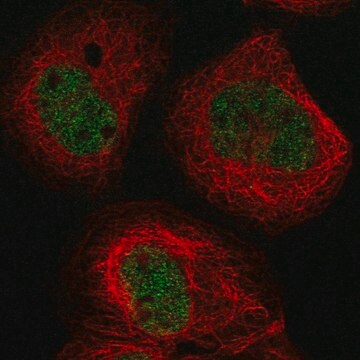 Anti-BTBD8 antibody produced in rabbit Prestige Antibodies&#174; Powered by Atlas Antibodies, affinity isolated antibody, buffered aqueous glycerol solution