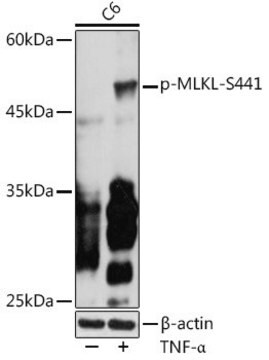 Anti-Phospho-MLKL-S441 antibody produced in rabbit