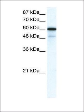 Anti-GABRA1 antibody produced in rabbit affinity isolated antibody