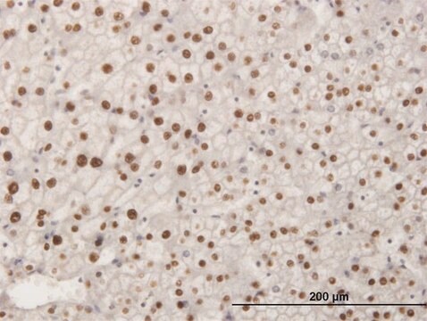 ANTI-SMAD6 antibody produced in mouse clone 2A6, purified immunoglobulin, buffered aqueous solution