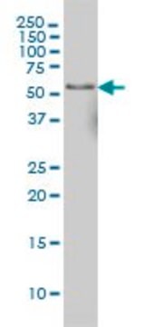 Monoclonal Anti-NFIC antibody produced in mouse clone 2C3, ascites fluid, solution