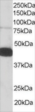 抗プレクストリン抗体 ヤギ宿主抗体 affinity isolated antibody, buffered aqueous solution