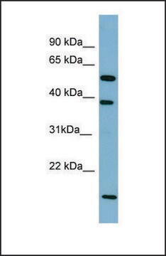 抗SLC10A1 affinity isolated antibody