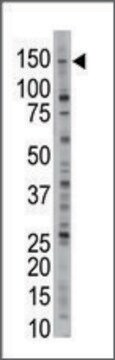 Anti-USP26 (N-term) antibody produced in rabbit IgG fraction of antiserum, buffered aqueous solution