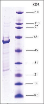 RXR&#945;, ligand binding domain, (200-462), GST tagged human recombinant, expressed in E. coli, &#8805;80% (SDS-PAGE)