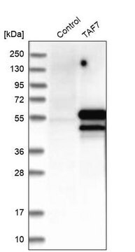 抗TAF7抗体 ウサギ宿主抗体 Prestige Antibodies&#174; Powered by Atlas Antibodies, affinity isolated antibody, buffered aqueous glycerol solution