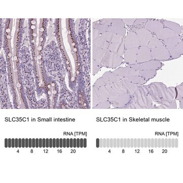 Anti-SLC35C1 antibody produced in rabbit Prestige Antibodies&#174; Powered by Atlas Antibodies, affinity isolated antibody, buffered aqueous glycerol solution