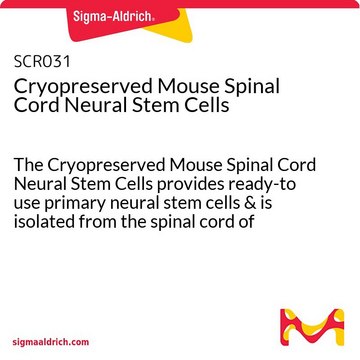 Kriokonserwowane mysie neuronalne komórki macierzyste rdzenia kręgowego The Cryopreserved Mouse Spinal Cord Neural Stem Cells provides ready-to use primary neural stem cells &amp; is isolated from the spinal cord of embryonic day 15-18 (E15-E18) C57/BL6 mice.