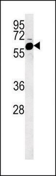 ANTI-FADS2 (CENTER) antibody produced in rabbit IgG fraction of antiserum, buffered aqueous solution