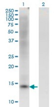 Monoclonal Anti-ZBTB16 antibody produced in mouse clone 1F10, purified immunoglobulin, buffered aqueous solution