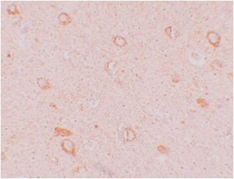 Anti-CIITA Antibody from rabbit, purified by affinity chromatography