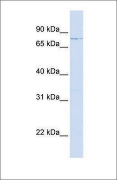 Anti-LCP1 (ab1) antibody produced in rabbit affinity isolated antibody