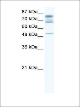 Anti-DDX46 antibody produced in rabbit IgG fraction of antiserum