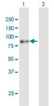 Anti-APLP1 antibody produced in mouse purified immunoglobulin