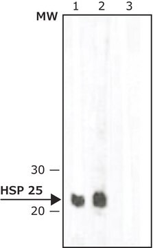 Monoclonal Anti-Heat Shock Protein 25 antibody produced in mouse clone IAP-28, ascites fluid