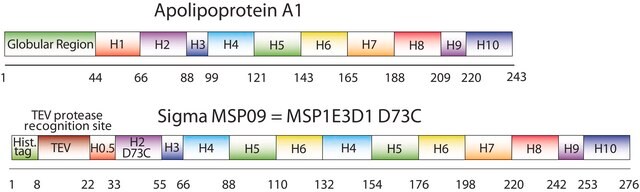 Białko rusztowania błonowego 1E3D1 D73C recombinant, expressed in E. coli, Cysteine substituted at position 73