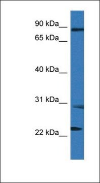 Anti-MIA2 antibody produced in rabbit affinity isolated antibody