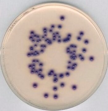 Coliform-ChromoSelect-Agar suitable for microbiology, NutriSelect&#174; Plus